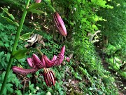 35 Lilium martagon (Giglio martagone)